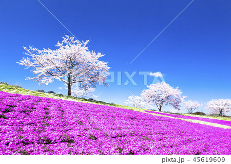 サクラと芝桜 45619609