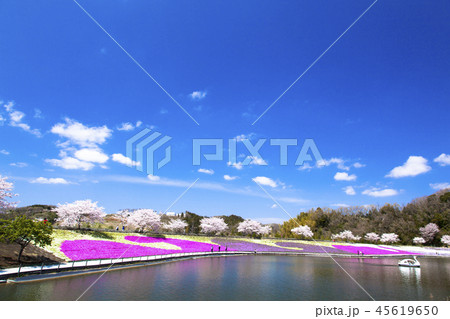 サクラと芝桜 45619650