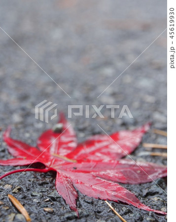 道路に落ちた紅葉 和風 イメージ 道路に落ちた紅葉 和風 イメージ 45619930