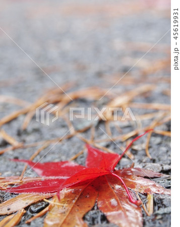 道路に落ちた紅葉 和風 イメージ 道路に落ちた紅葉 和風 イメージ 45619931