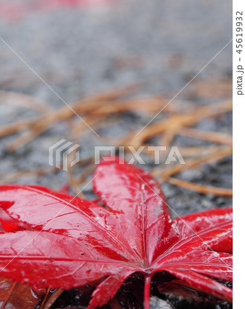 道路に落ちた紅葉 和風 イメージ 道路に落ちた紅葉 和風 イメージ 45619932