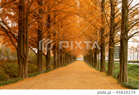 Metasequoia lined Road in winter season 45620274