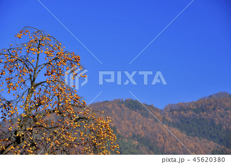 柿と青空 柿と青空 45620380