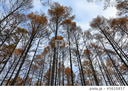 カラマツ林の紅葉末期 福島県只見町 カラマツ林の紅葉末期 福島県只見町 45620857