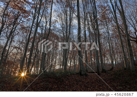 朝日差す晩秋のブナの森ー癒しの森 福島県只見町 朝日差す晩秋のブナの森ー癒しの森 福島県只見町 45620867