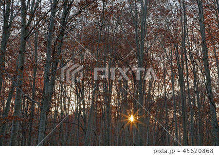 朝日差す晩秋のブナの森ー癒しの森 福島県只見町 朝日差す晩秋のブナの森ー癒しの森 福島県只見町 45620868