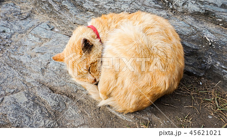 うずくまる猫の写真素材