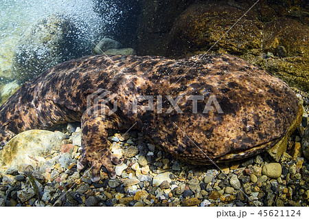 オオサンショウウオ 45621124