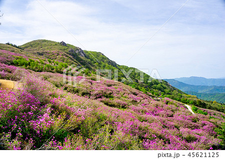 Pink royal azalea or cheoljjuk flower on the mount 45621125