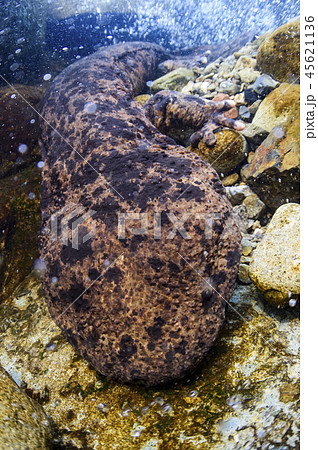 オオサンショウウオ オオサンショウウオ 45621136