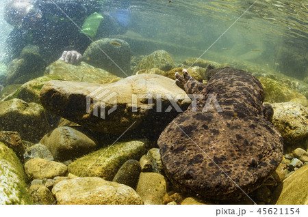 オオサンショウウオ オオサンショウウオ 45621154