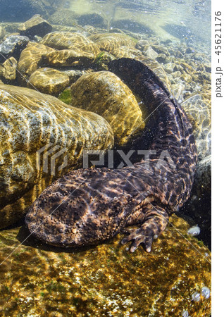 オオサンショウウオ 45621176