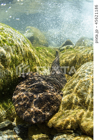 オオサンショウウオ オオサンショウウオ 45621186