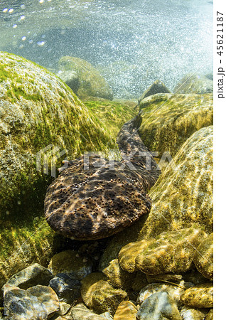 オオサンショウウオ 45621187