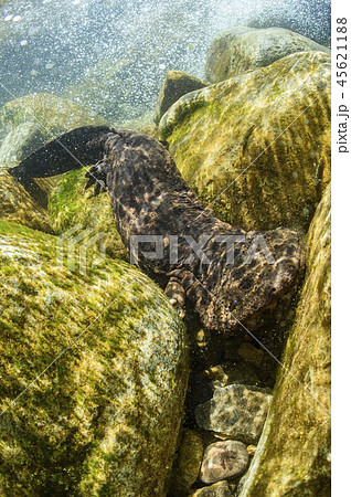 オオサンショウウオ 45621188