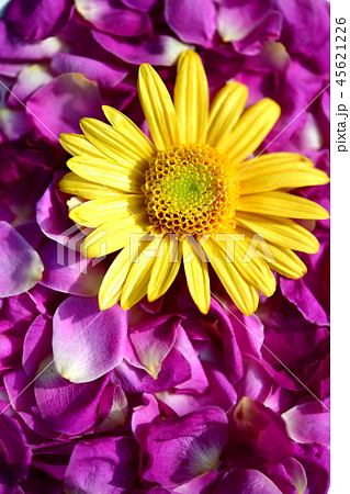 背景素材 かわいい黄色の菊の花と敷き詰められたシックな紫色のバラの花びらの写真素材