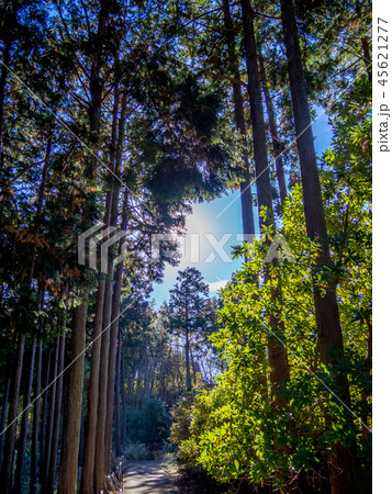 【静岡県伊豆市】公園の遊歩道【修善寺虹の郷】 45621277