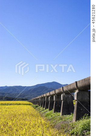 安積疏水と黄金色の稲穂 安積疏水と黄金色の稲穂 45621280