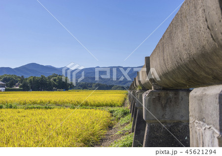 安積疏水と黄金色の稲穂 45621294