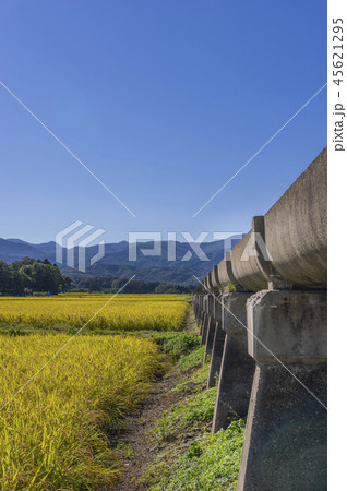 安積疏水と黄金色の稲穂 45621295