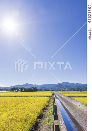 安積疏水と黄金色の稲穂 安積疏水と黄金色の稲穂 45621304