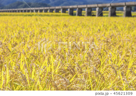 安積疏水と黄金色の稲穂 安積疏水と黄金色の稲穂 45621309
