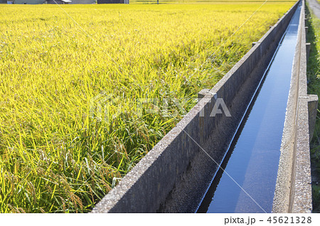 安積疏水と黄金色の稲穂 安積疏水と黄金色の稲穂 45621328