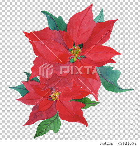 Euphorbia pulcherrima poinsettia 45621558