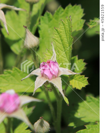 ナワシロイチゴの花 45621559