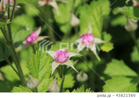 ナワシロイチゴの花 ナワシロイチゴの花 45621560