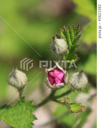 ナワシロイチゴの花 ナワシロイチゴの花 45621562
