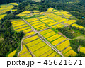 新潟　棚田 45621671