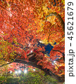 新潟　弥彦紅葉公園 45621679