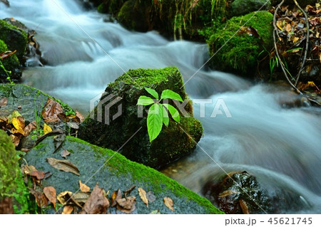 尚仁沢の情景＠栃木 45621745
