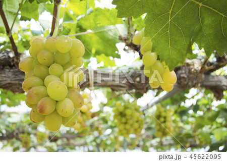 マスカット マスカット 45622095