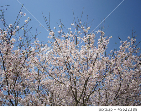サクラ 45622388