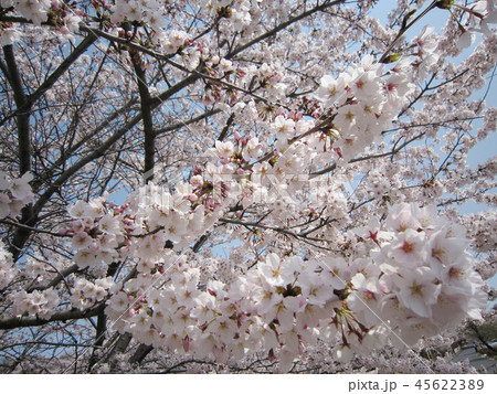 サクラ 45622389