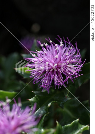 ハマアザミ 45622733