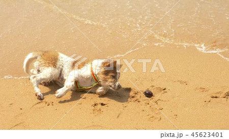 the puppy on the harness plays sand and wave on the beach. the puppy on the harness plays sand and wave on the beach. 45623401