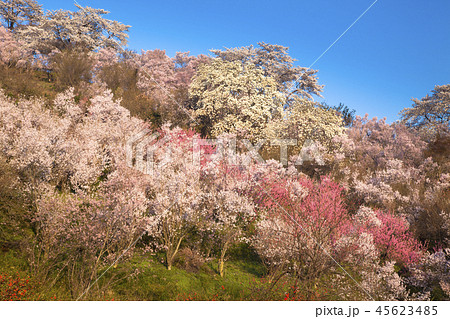 花見山公園 花見山公園 45623485