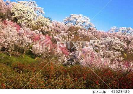 花見山公園 45623489