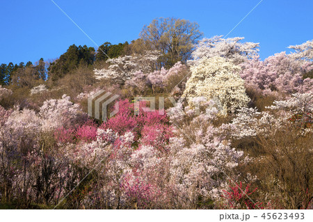 花見山公園 45623493