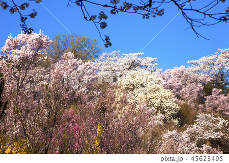 花見山公園 花見山公園 45623495