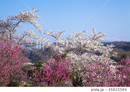 花見山公園 45623504