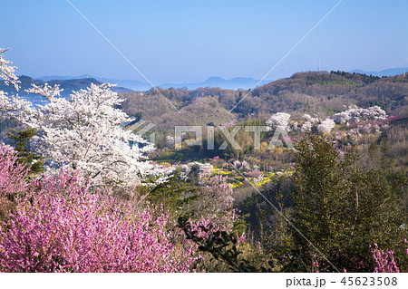 花見山公園 花見山公園 45623508