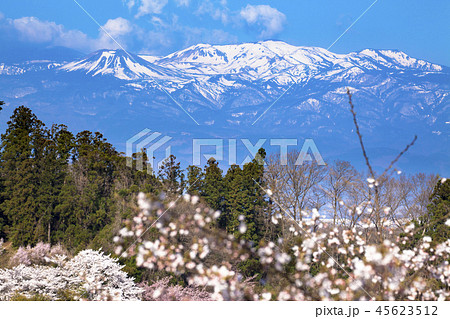 花見山公園 45623512