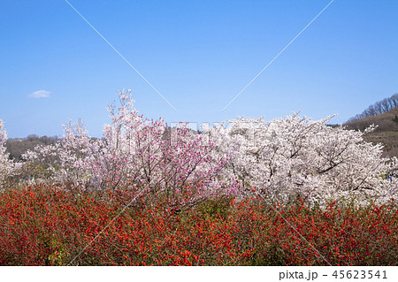花見山公園 花見山公園 45623541