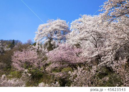 花見山公園 花見山公園 45623543