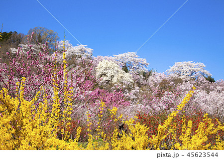 花見山公園 花見山公園 45623544