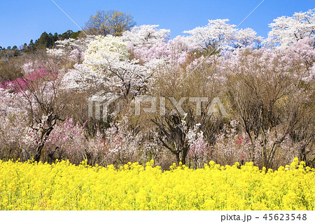 花見山公園 花見山公園 45623548